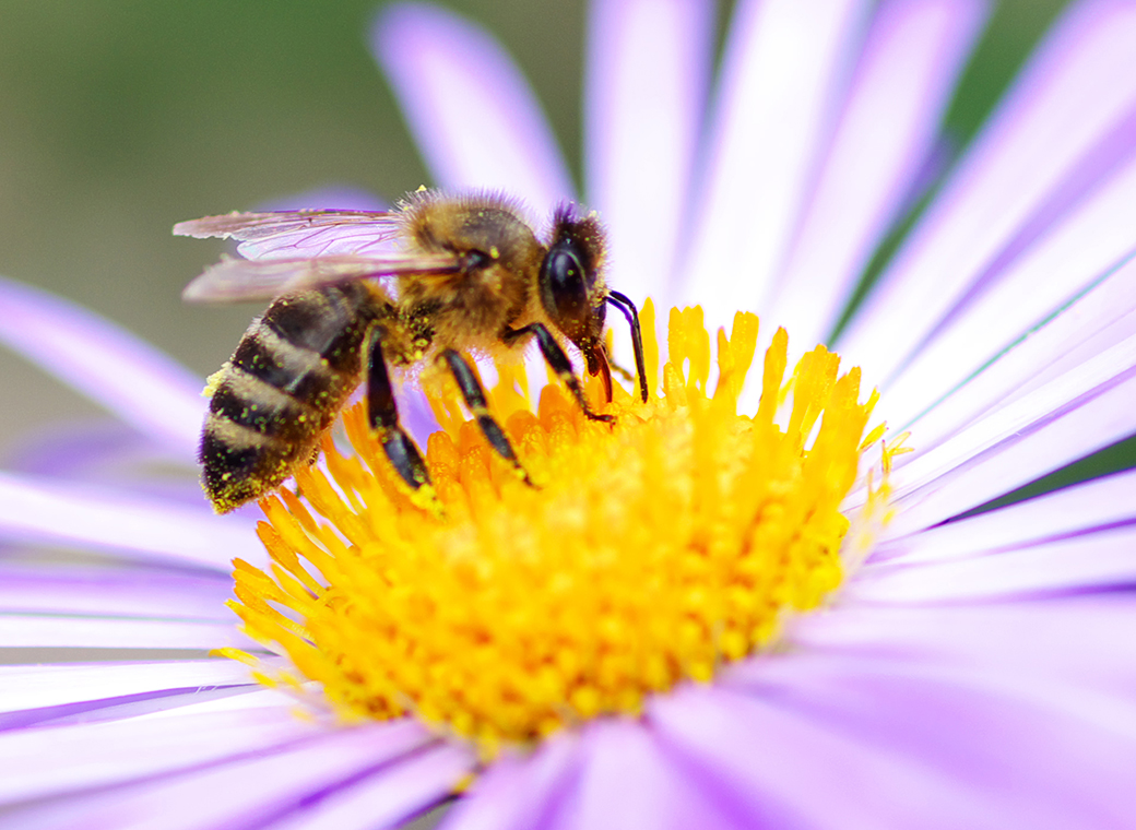 Robos-labels beherbergt nun 100.000 Bienen.