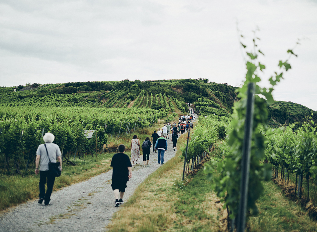 Joint hike through the vineyards near Hessigheim.