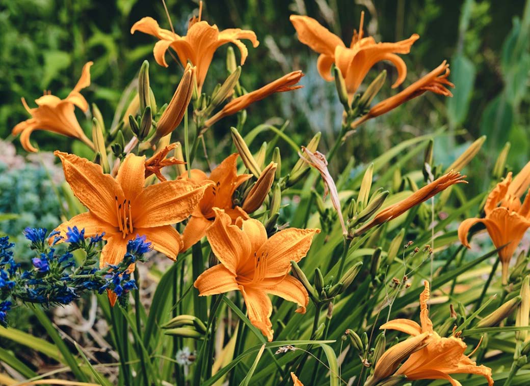 07-sommerlilien-web